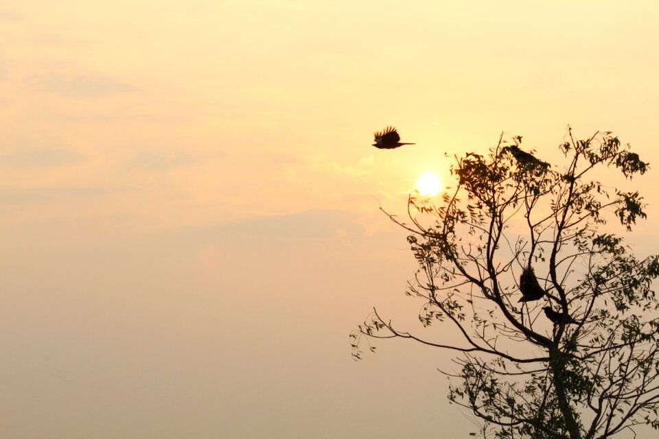 Sunset silhouette sky