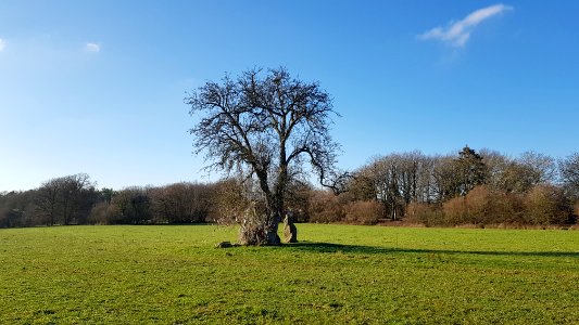 Wéris-Menhirs d'Oppagne (2)