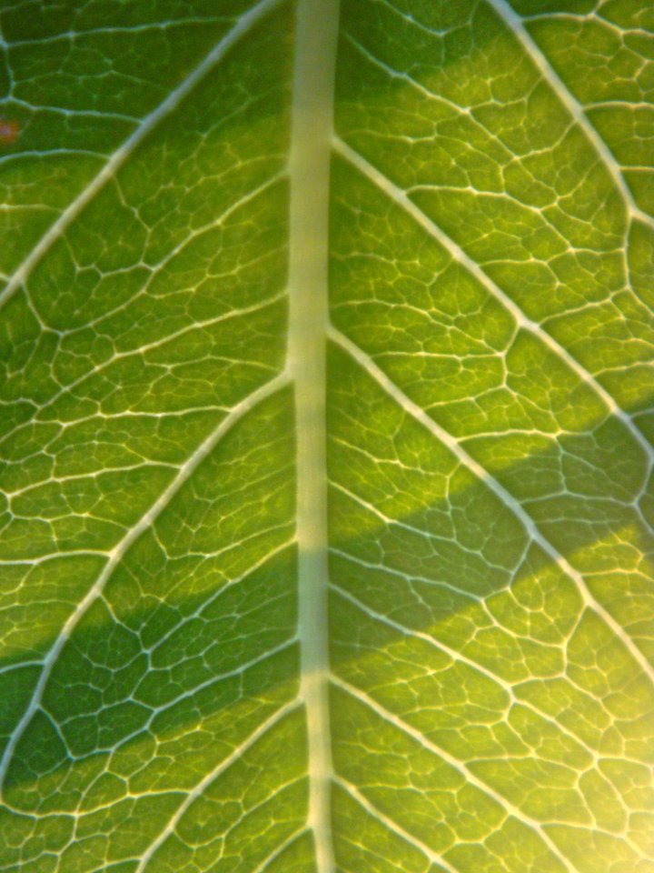 Vulkanpalme-blattdetail-2