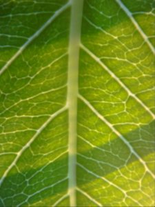 Vulkanpalme-blattdetail-3