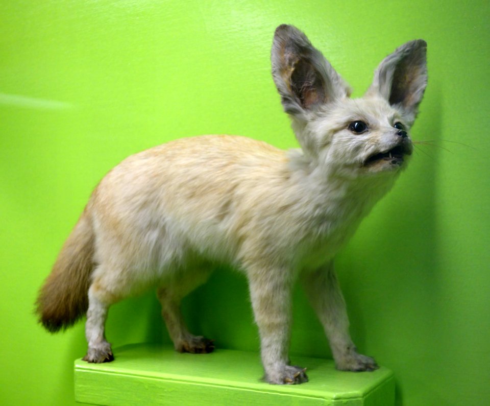Vulpes zerda (Fennecus zerda) - Museo Civico di Storia Naturale Giacomo Doria - Genoa, Italy - DSC02615