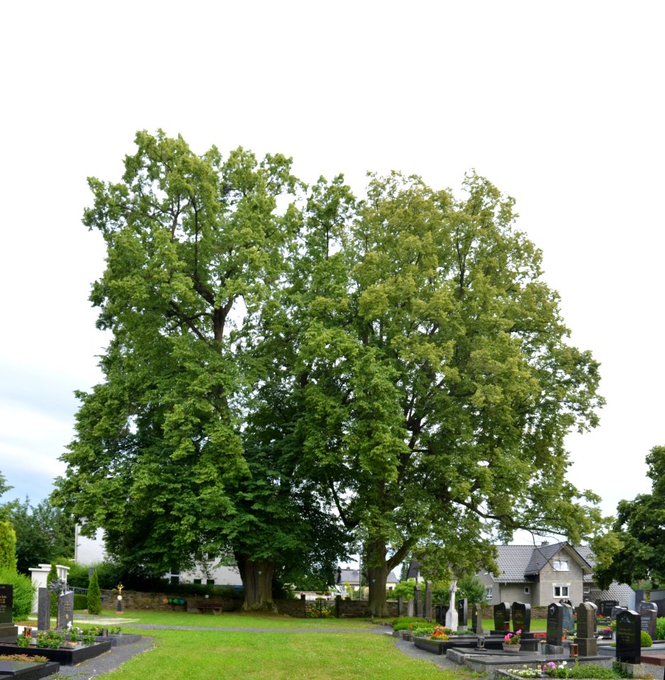 Würges, Friedhof, Winterlinden