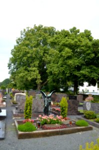 Würges, Friedhof, Winterlinden (1)