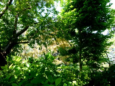 Vue d'ensemble du jardin Albert Kahn 2