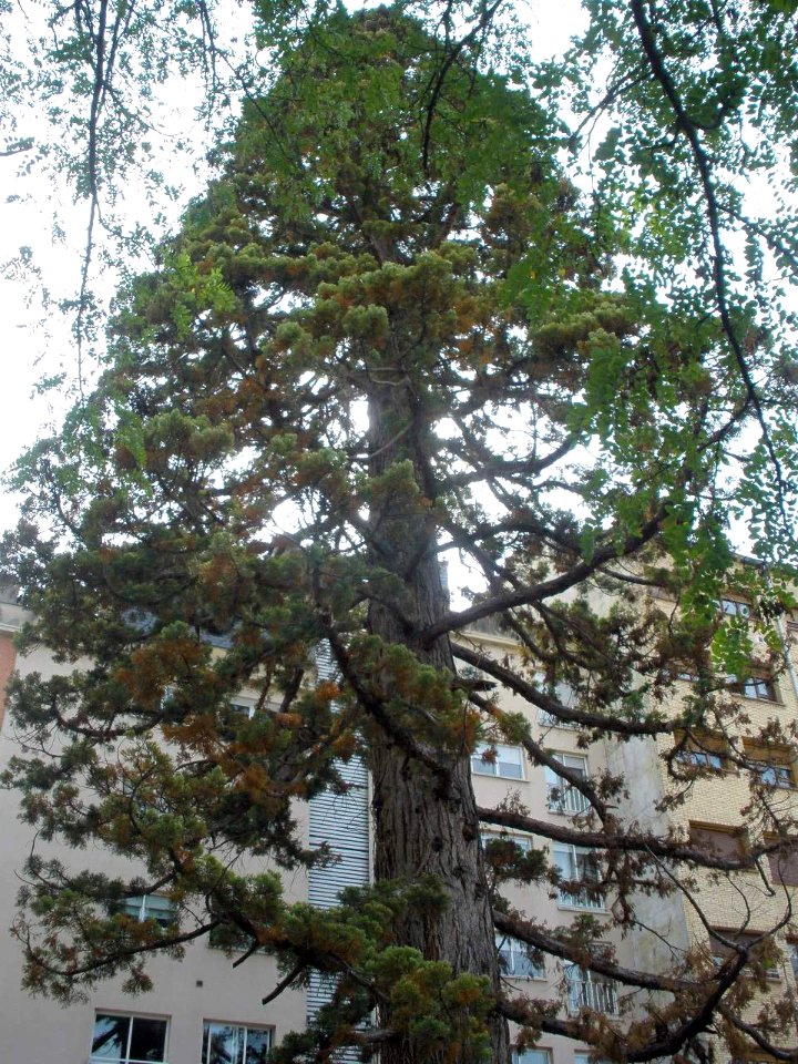 Vitoria - Secuoya gigante 2
