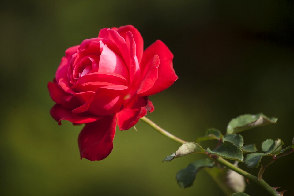 Macro red rose nature