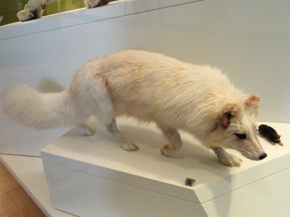 Vulpes lagopus - Royal Ontario Museum - DSC00181