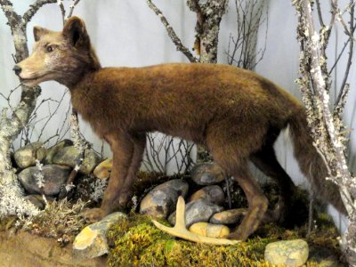 Vulpes lagopus (summer fur) - Finnish Museum of Natural History - DSC04644
