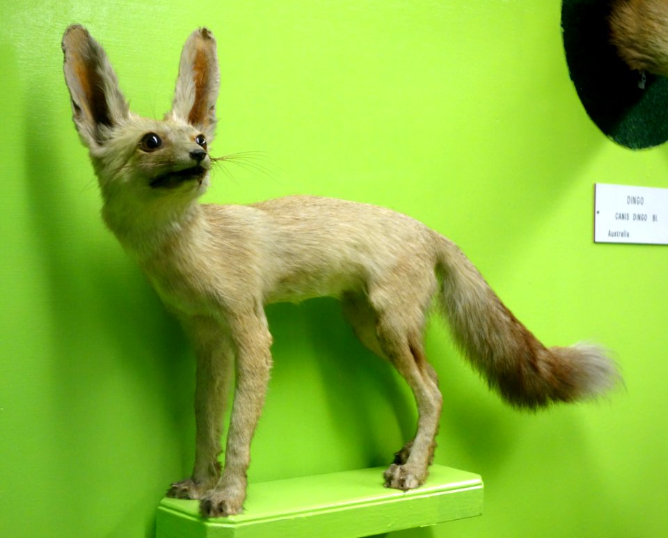 Vulpes rueppellii - Museo Civico di Storia Naturale Giacomo Doria - Genoa, Italy - DSC02658