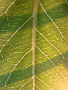 Vulkanpalme-blattdetail-1