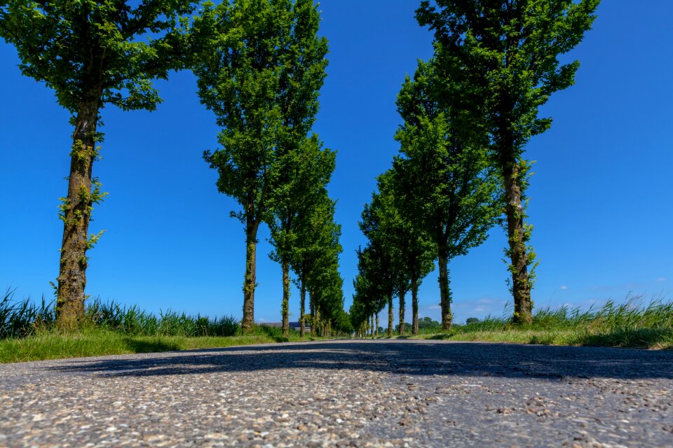 Nature road tree lined avenue