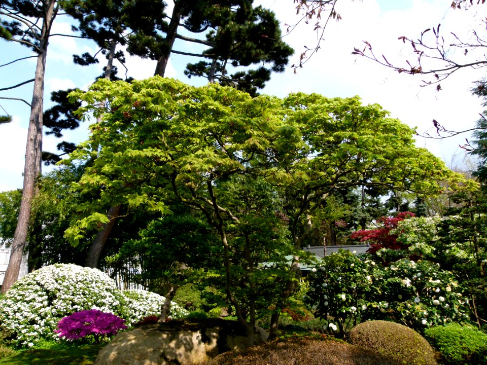 Vue sur le jardin japonais Albert Kahn 2