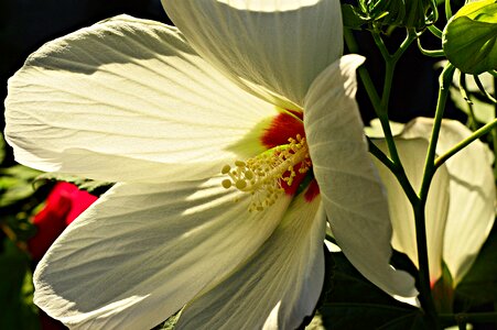 Plant white petals