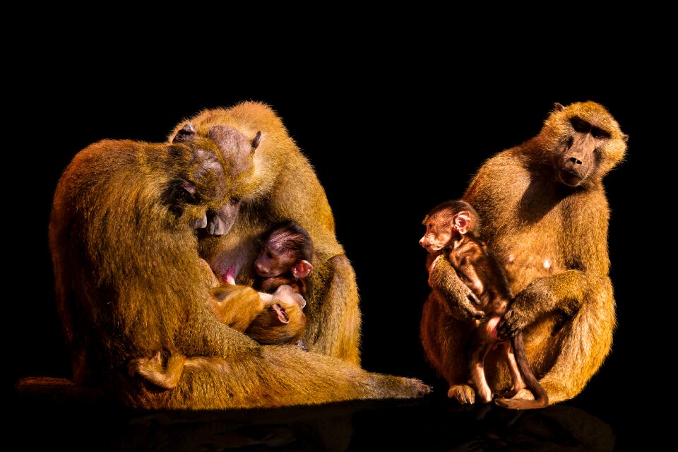 Primate baboon shinxpavian