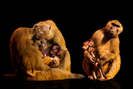 Primate baboon shinxpavian photo