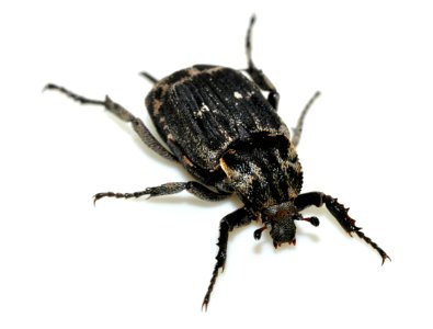 Valgus-hemipterus-18-fws