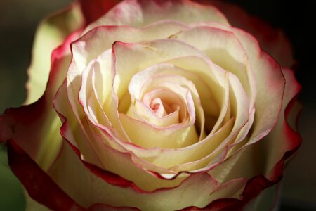 Red flower form