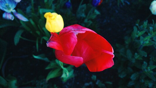 Yellow flower floral photo