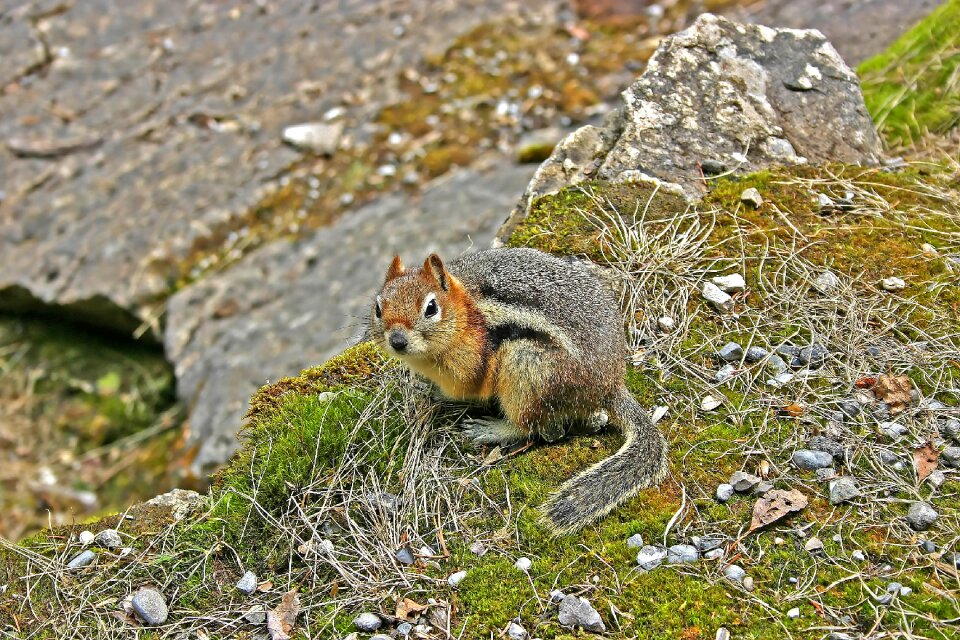 Grass park mammal