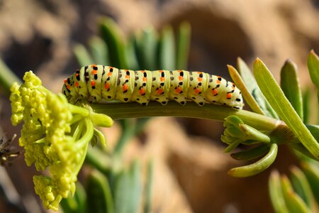 Nature larva green photo