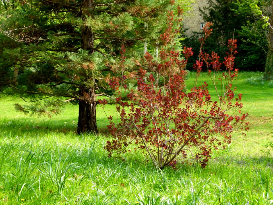 Vue sur le jardin à l'anglaise Albert Kahn
