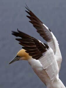 Animal northern gannet rock breeder photo