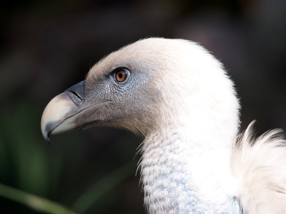 Vale gier in Dierenpark Amersfoort, photo 4