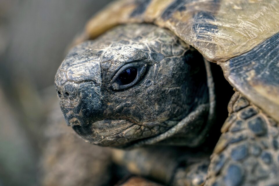 Nature animal fauna