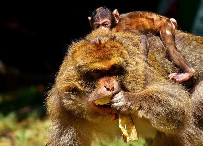 Endangered species monkey mountain salem animal
