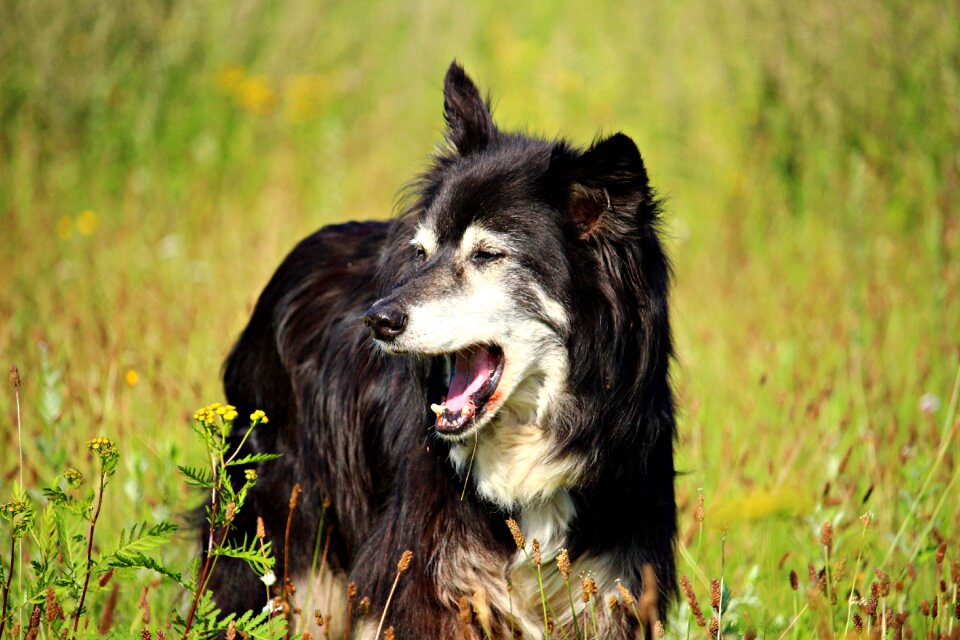 Border collie collie herding dog