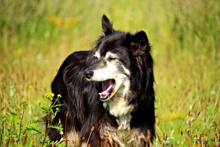 Border collie collie herding dog photo