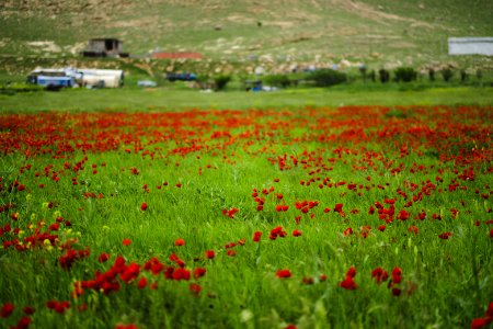 Views in and around Sardashte Camp for Ezidi IDPs, atop Shingal Mountain 05