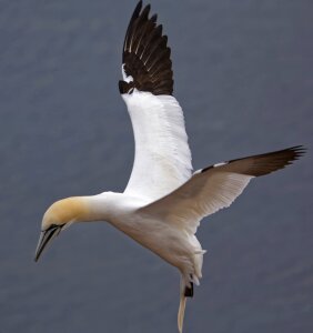 Animal northern gannet rock breeder photo