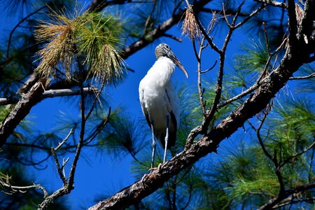 Nature trees wilderness photo