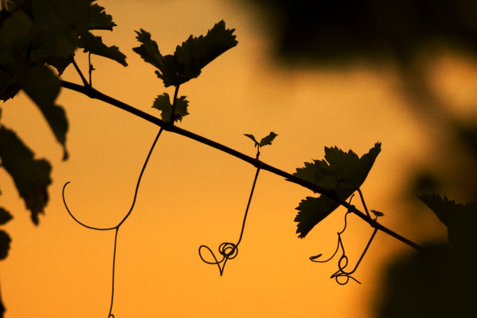 Autumn vegetation leaves