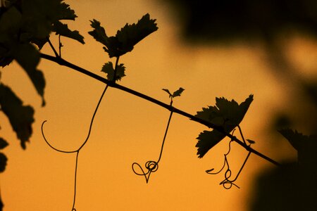 Autumn vegetation leaves