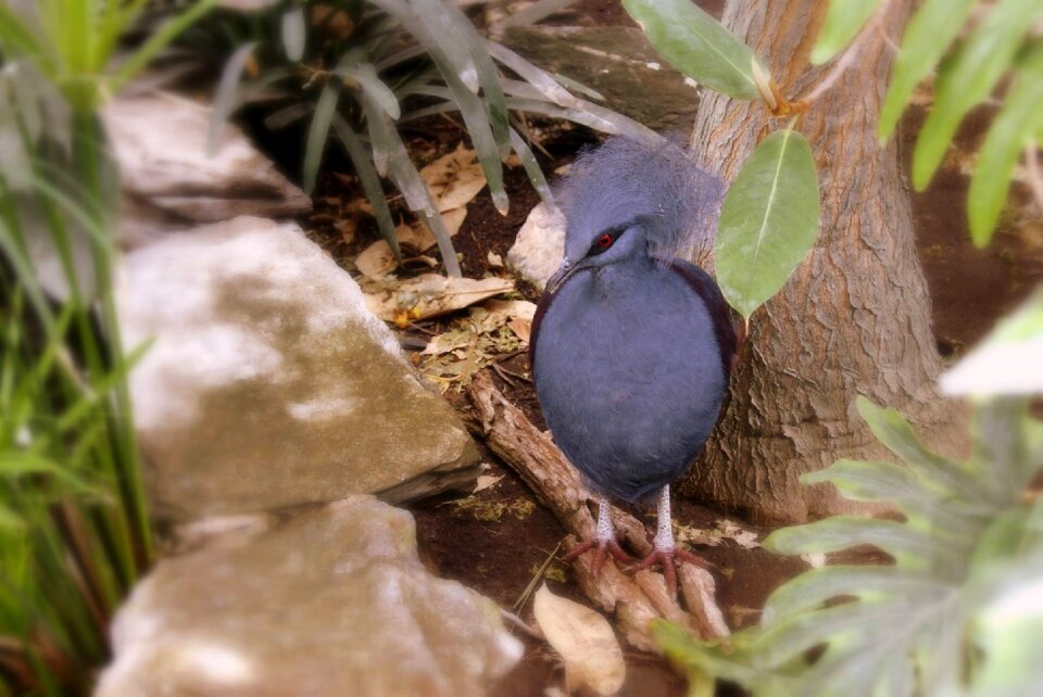 Exotic garden young bird