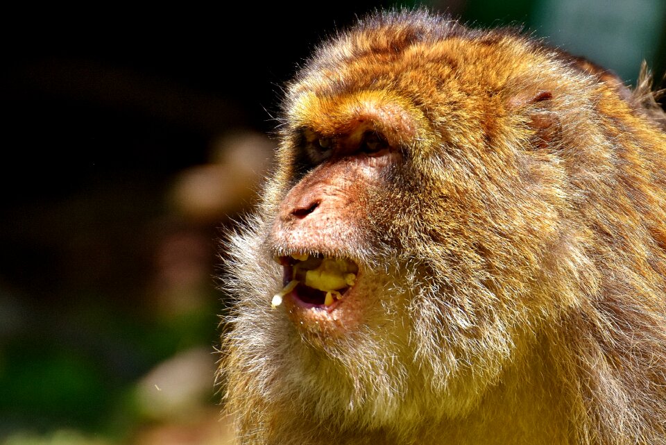Monkey mountain salem animal wild animal