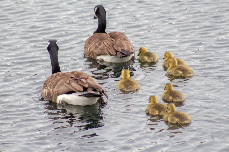 Waterfowl goose water