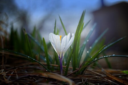 Outdoors flower leaves