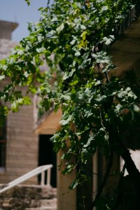Views of Lalish in summer of 2019, including pilgrims and worshippers 07