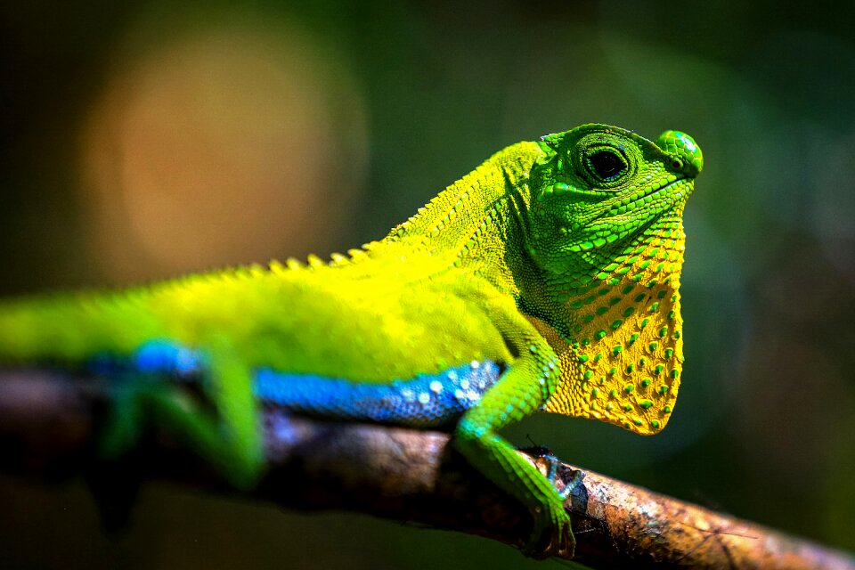 Lizard tropical animals