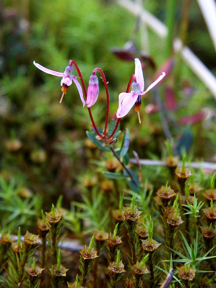 Vaccinium oxycoccos Oulu, Finland 10.06.2013