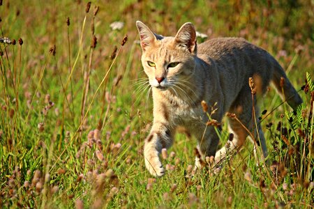 Domestic cat tiger cat mackerel