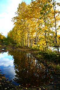 Reflection autumn forest golden autumn photo