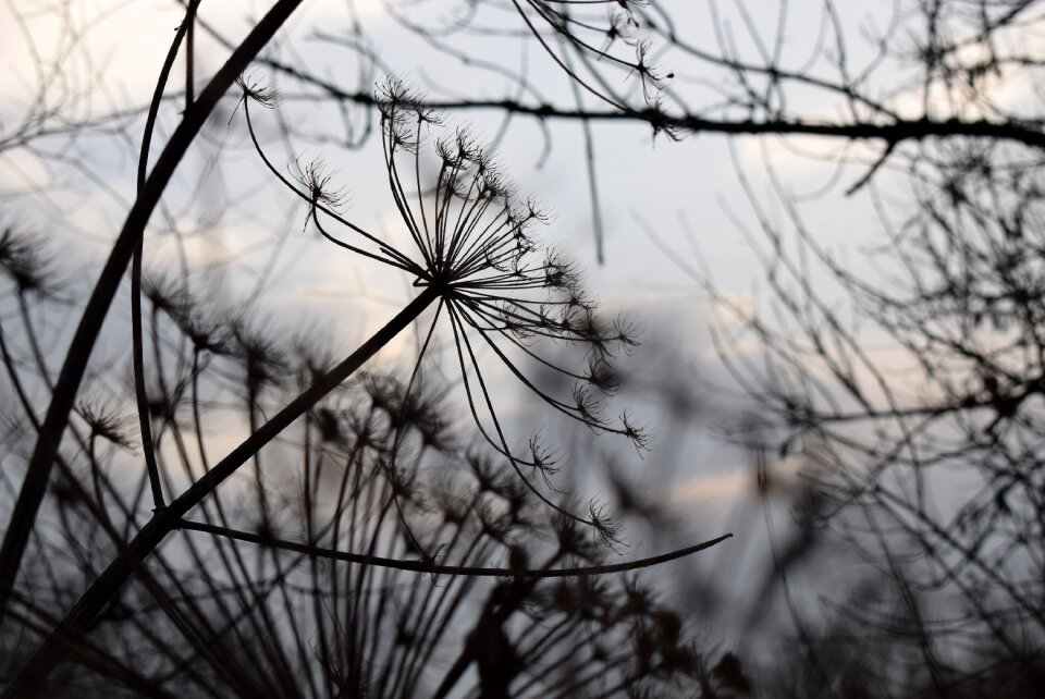 Frost branch plant
