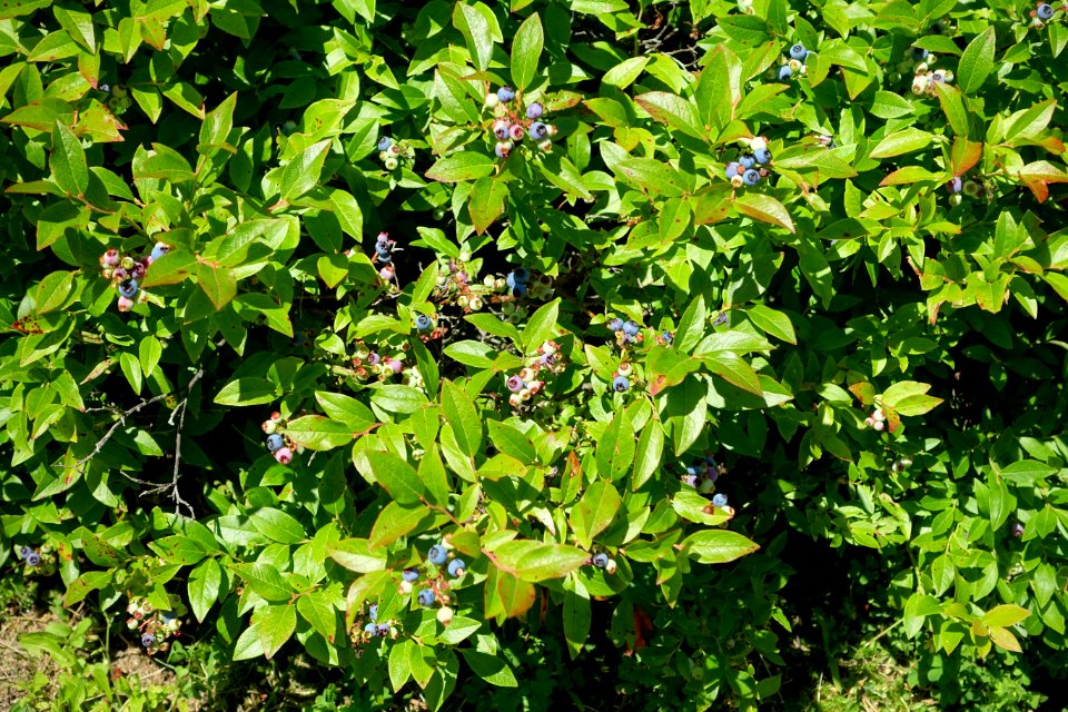 Vaccinium angustifolium - Asticou Azalea Garden - Northeast Harbor, Maine - DSC03580