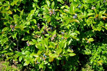Vaccinium angustifolium - Asticou Azalea Garden - Northeast Harbor, Maine - DSC03580