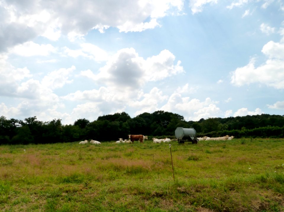 Vaches à Peyrelongue-Abos