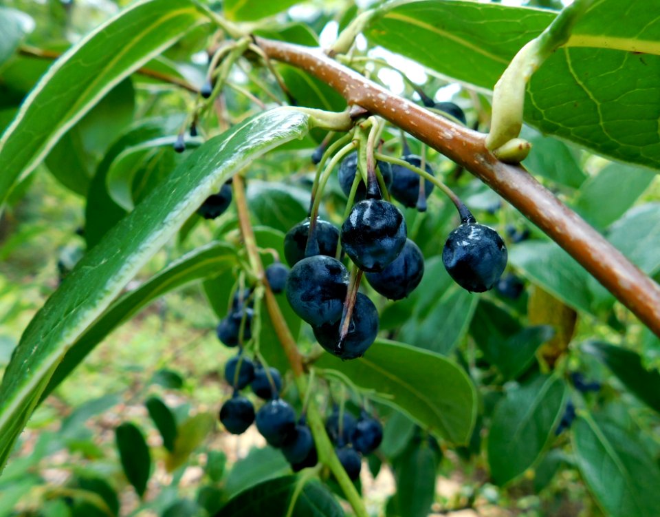 Vaccinium gaultheriifolium